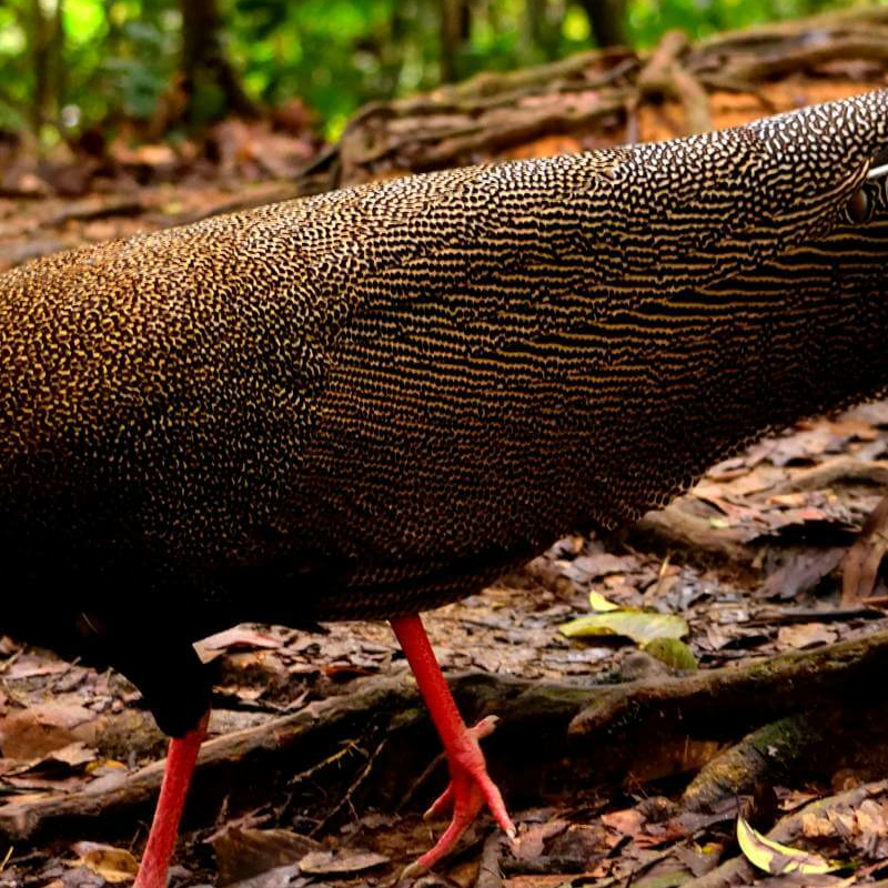 Bukit Lawang Trekking
