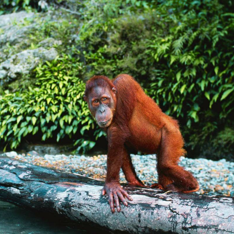 Bukit Lawang Trekking