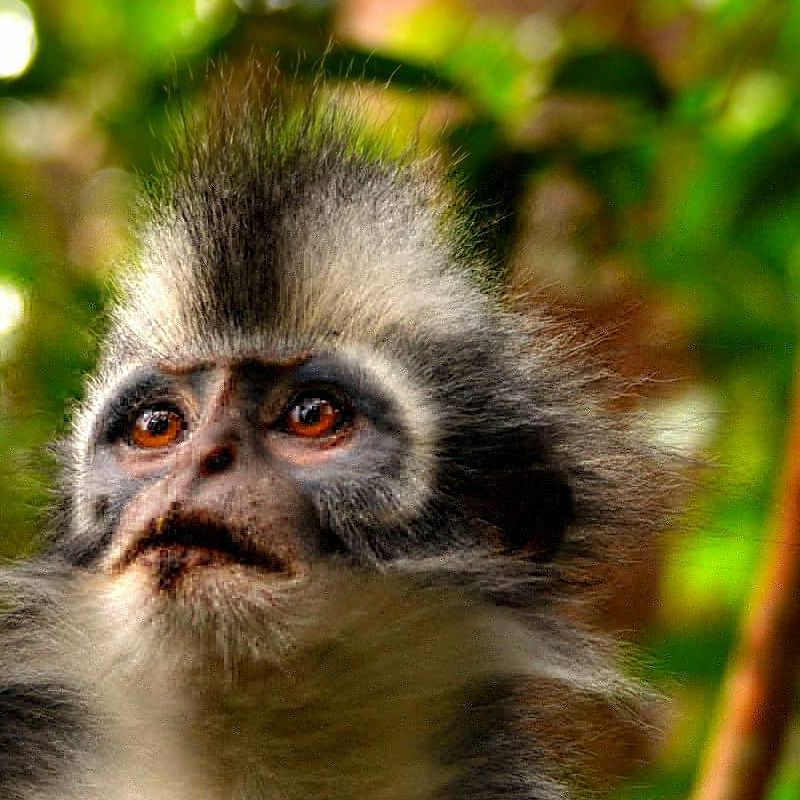 Bukit Lawang Trekking