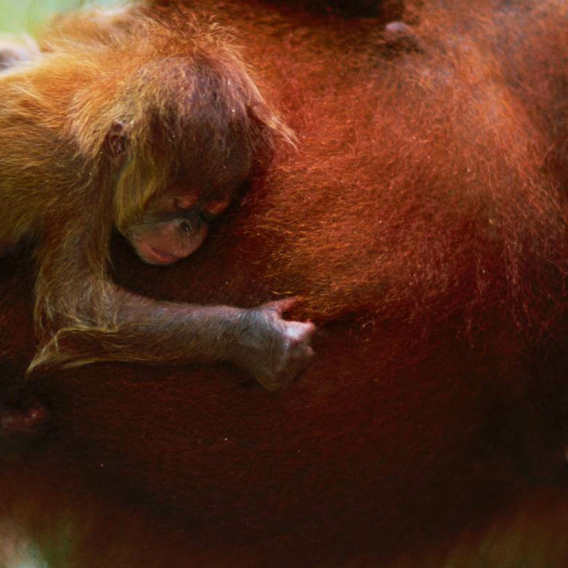 Bukit Lawang Trekking