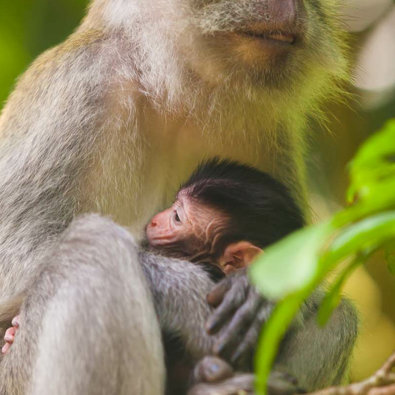Bukit Lawang Trekking
