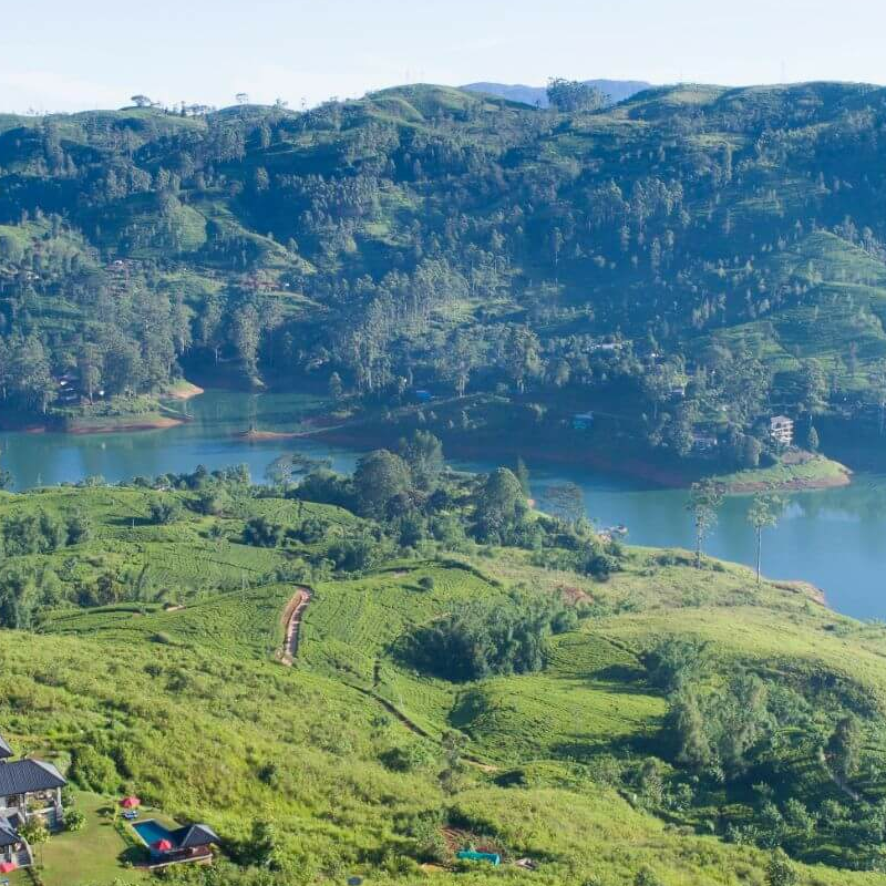 Camellia Hills