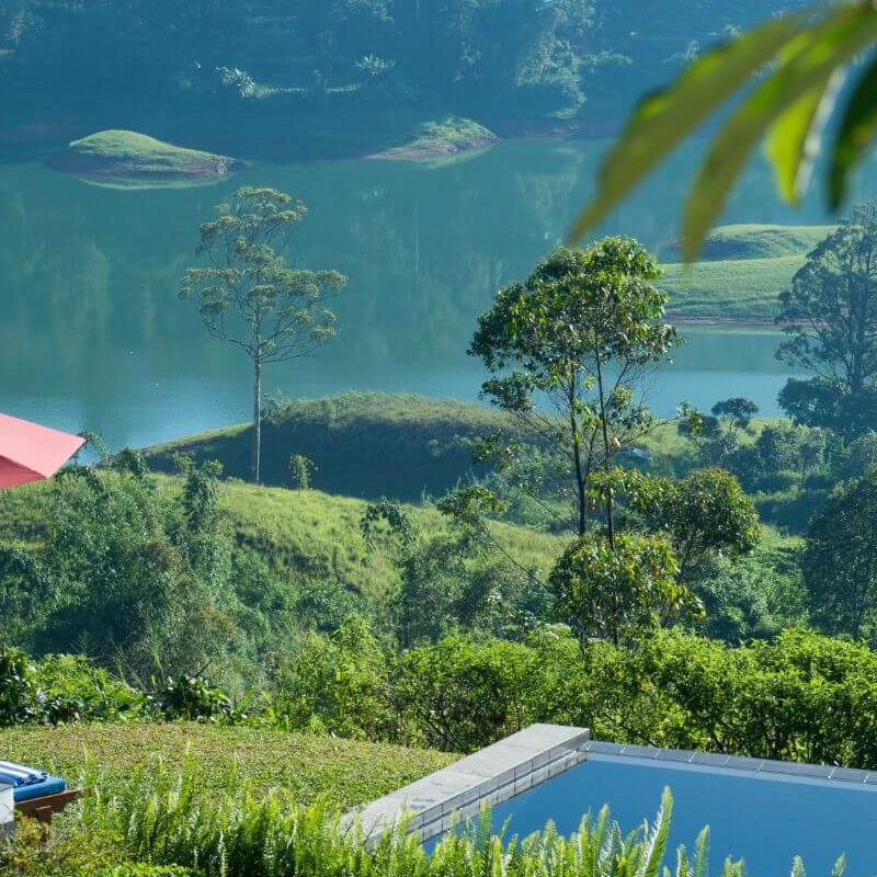 Camellia Hills