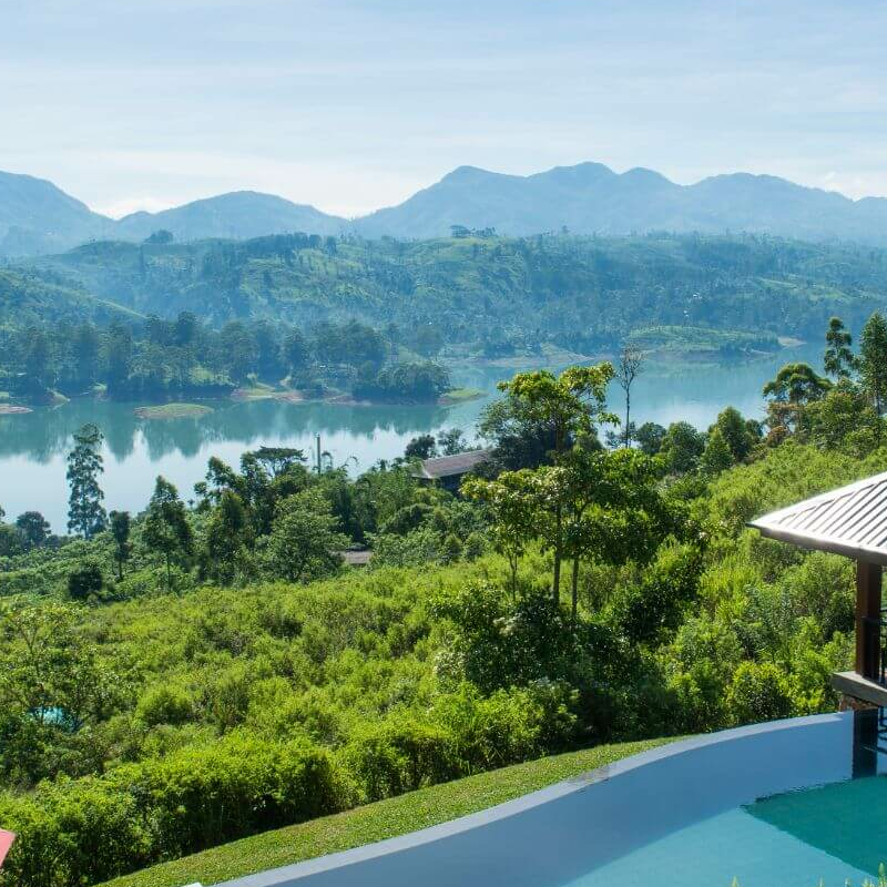 Camellia Hills