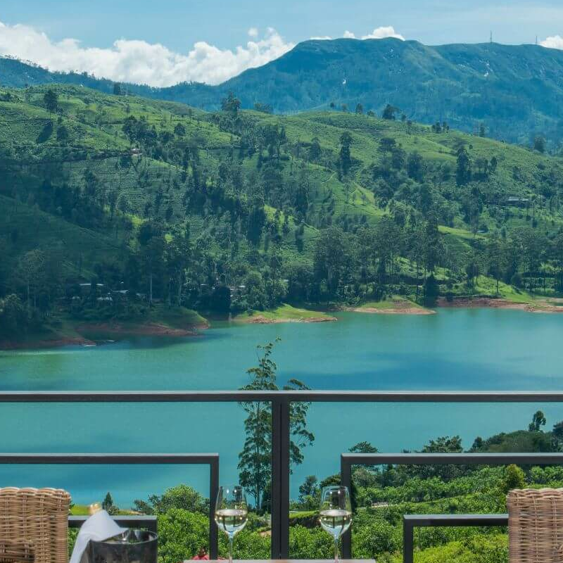 Camellia Hills