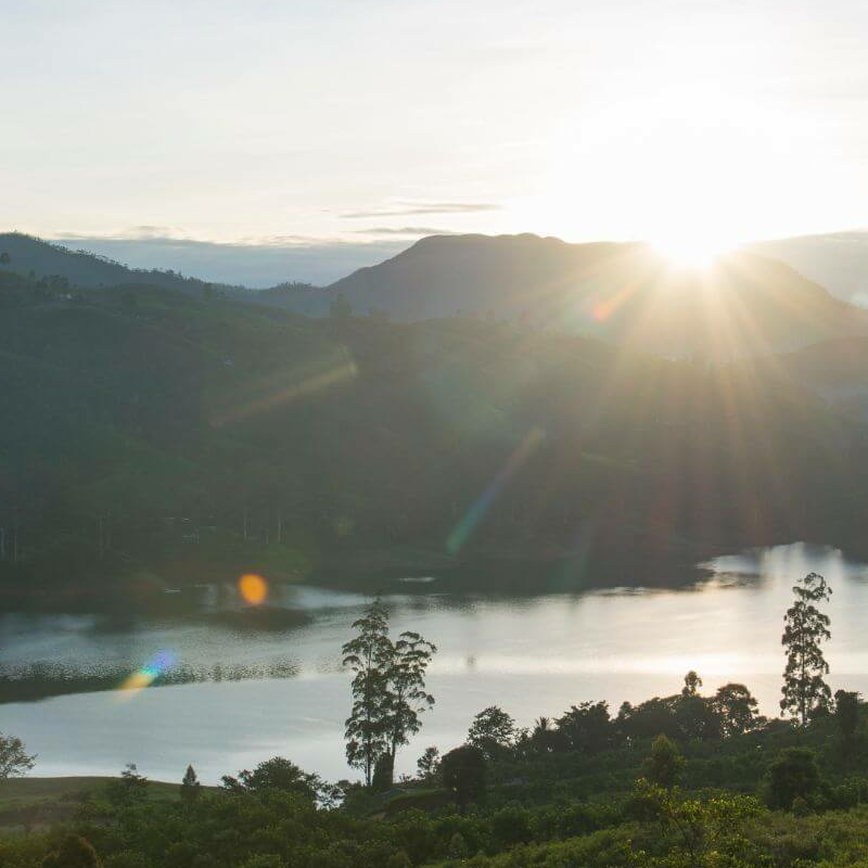 Camellia Hills