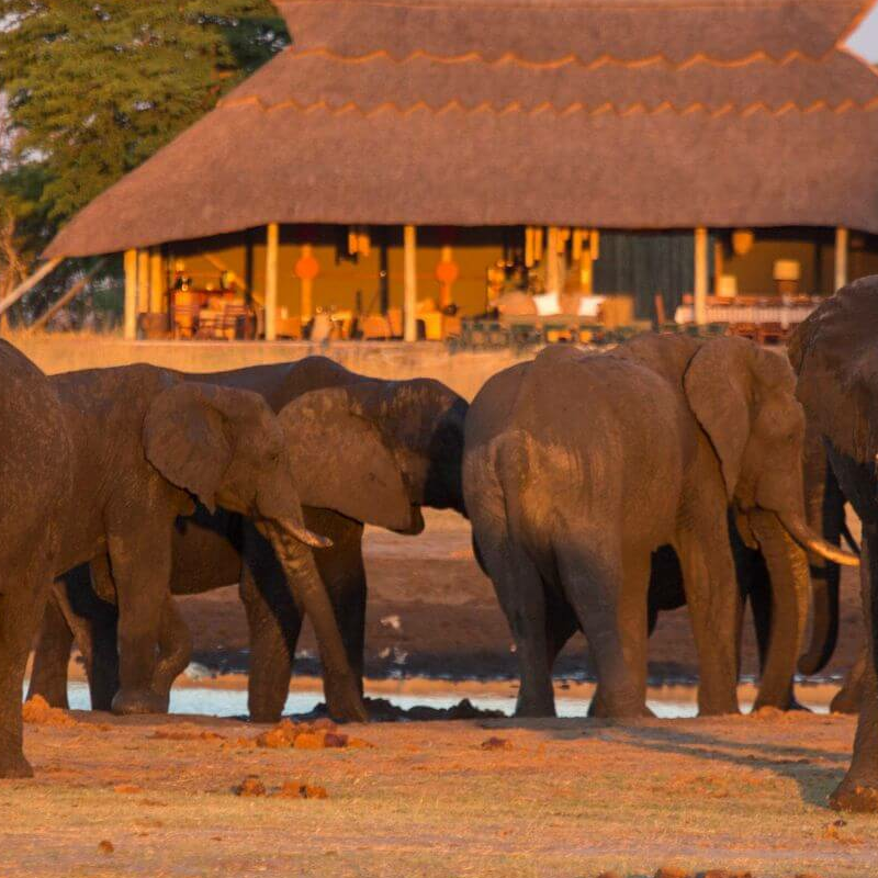 Camp Hwange