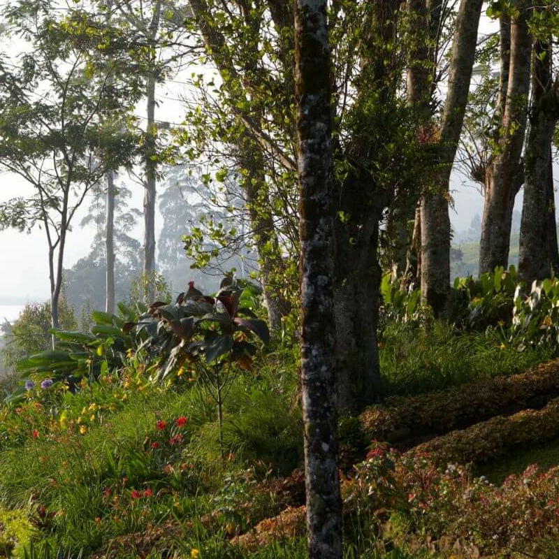 Ceylon Tea Trails