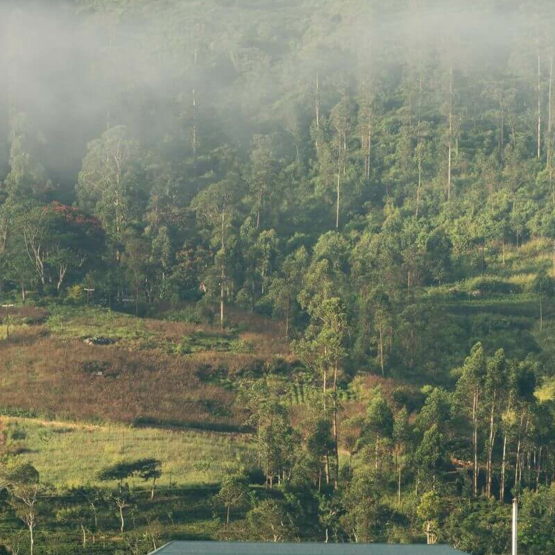 Ceylon Tea Trails