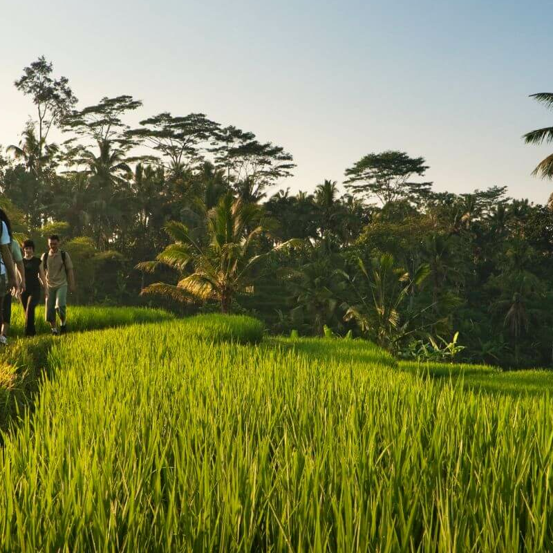 COMO Sambhala Estate