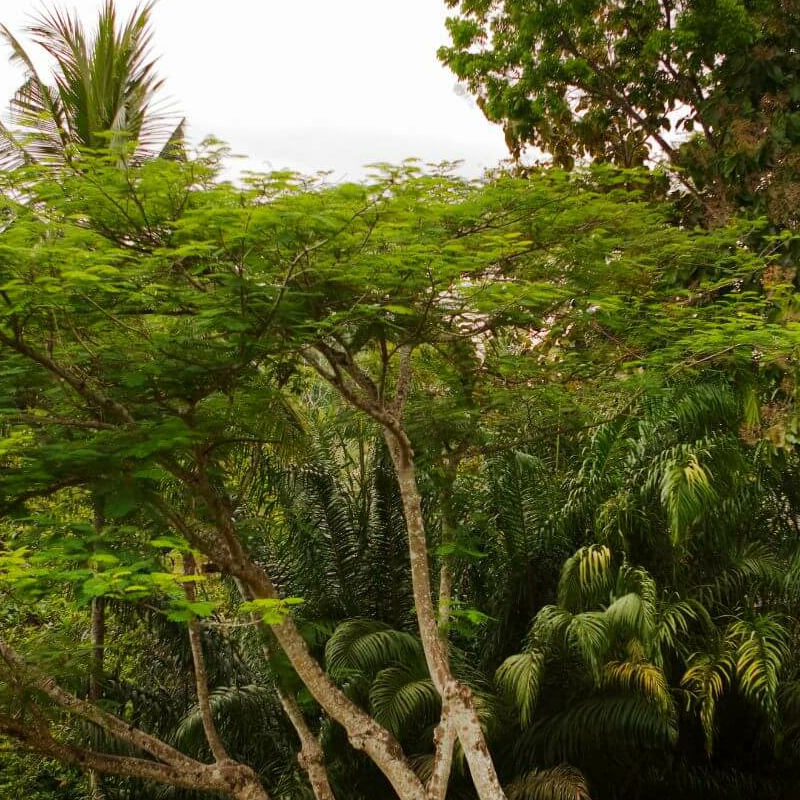 COMO Sambhala Estate