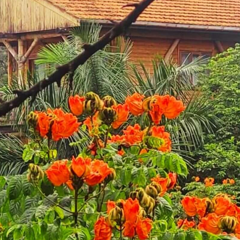 Cormoran Lodge