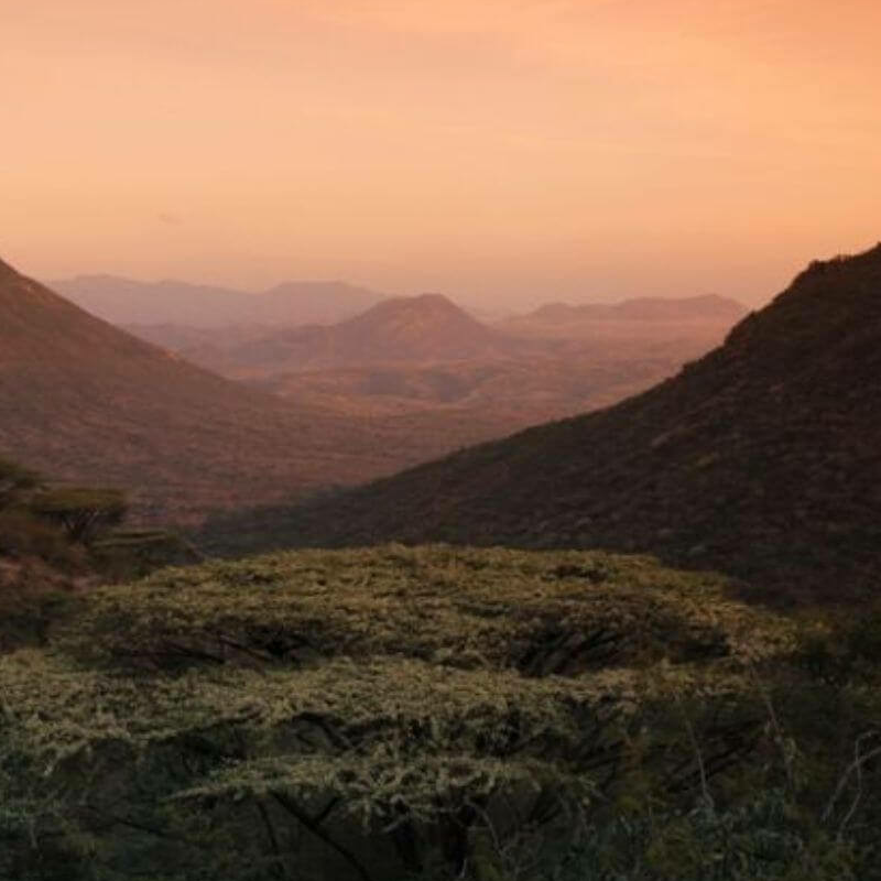Desert Rose Lodge