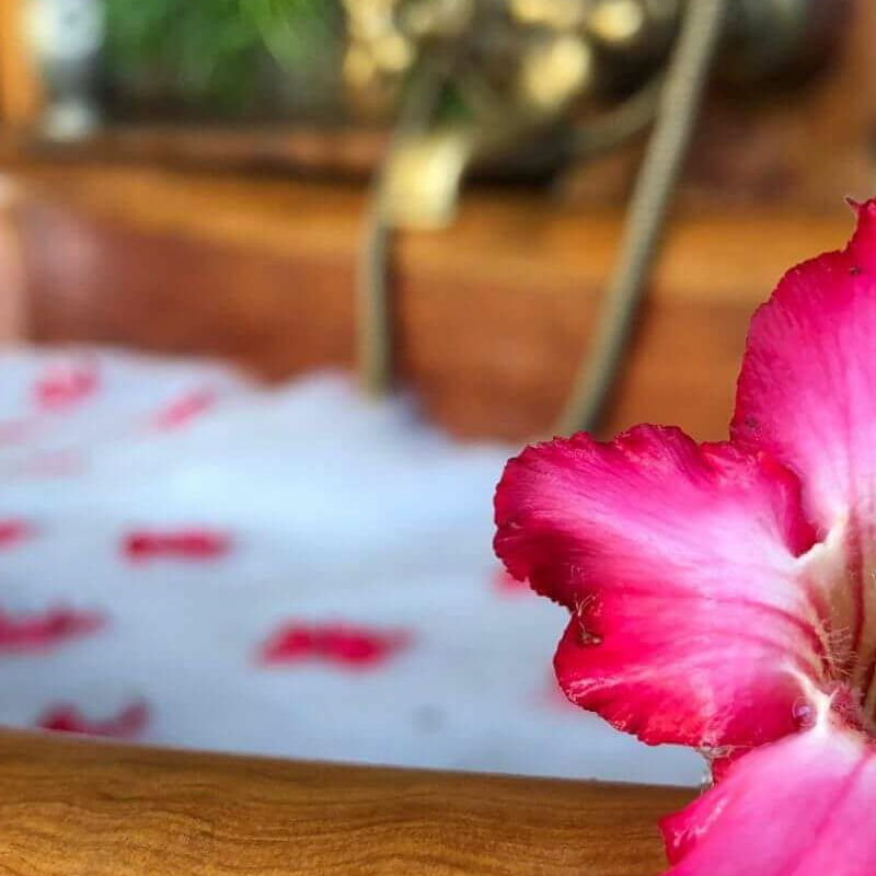 Desert Rose Lodge