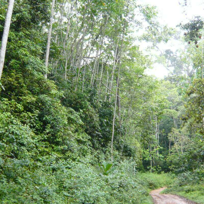 Emau Hill Forest Camp
