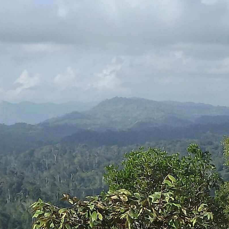 Emau Hill Forest Camp