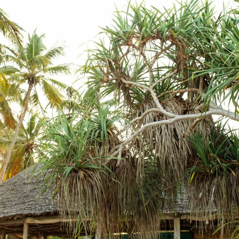 Emayani Beach Lodge