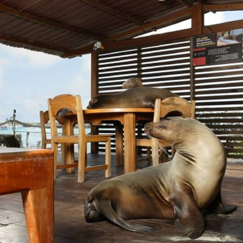 Galapagos Habitat