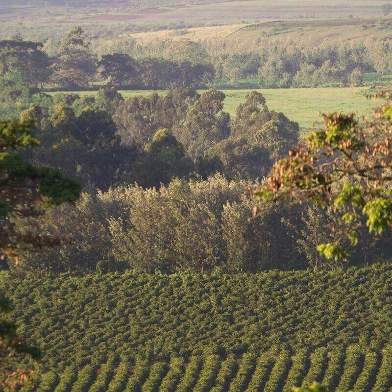 Gibbs Farm