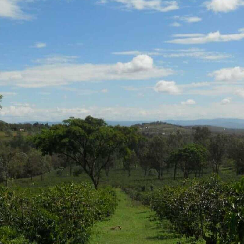 Gibbs Farm