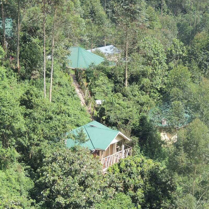Gorilla Safari Lodge