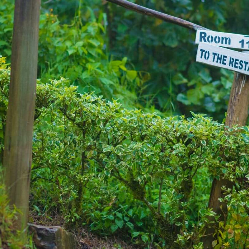 Gorilla Valley Lodge