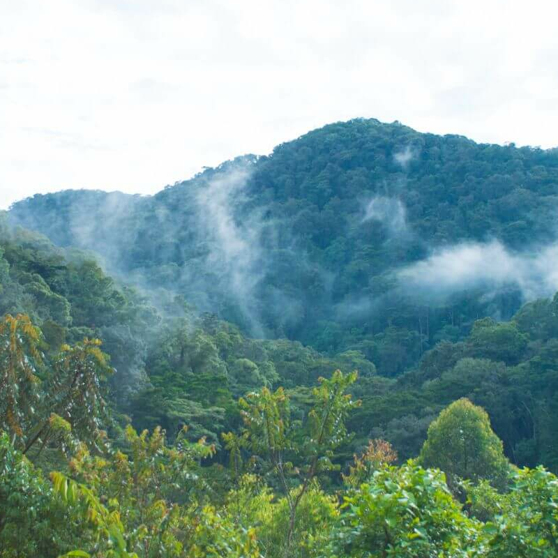 Gorilla Valley Lodge