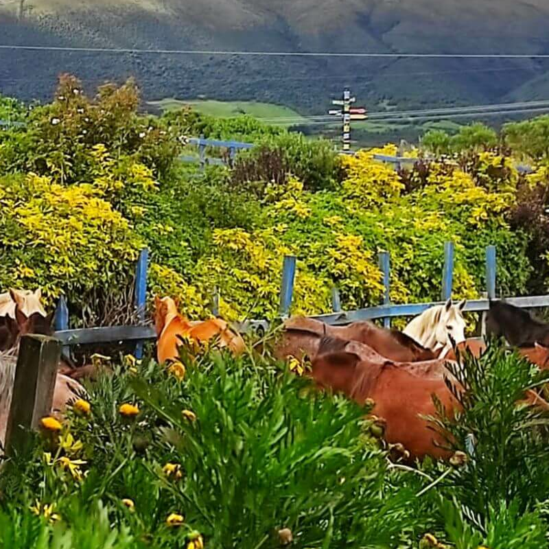 Hacienda el Porvenir