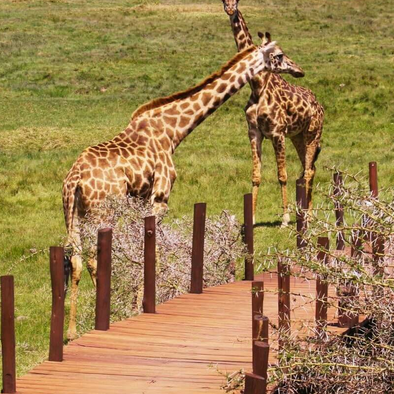 Hatari Lodge