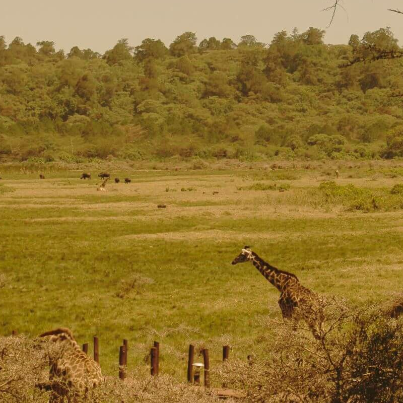Hatari Lodge