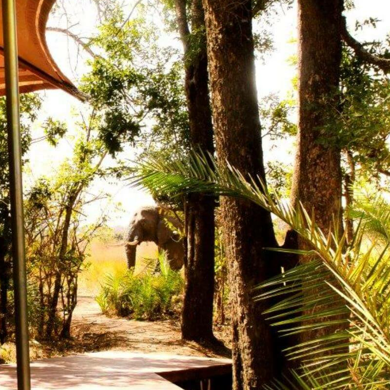 Ila Safari Lodge