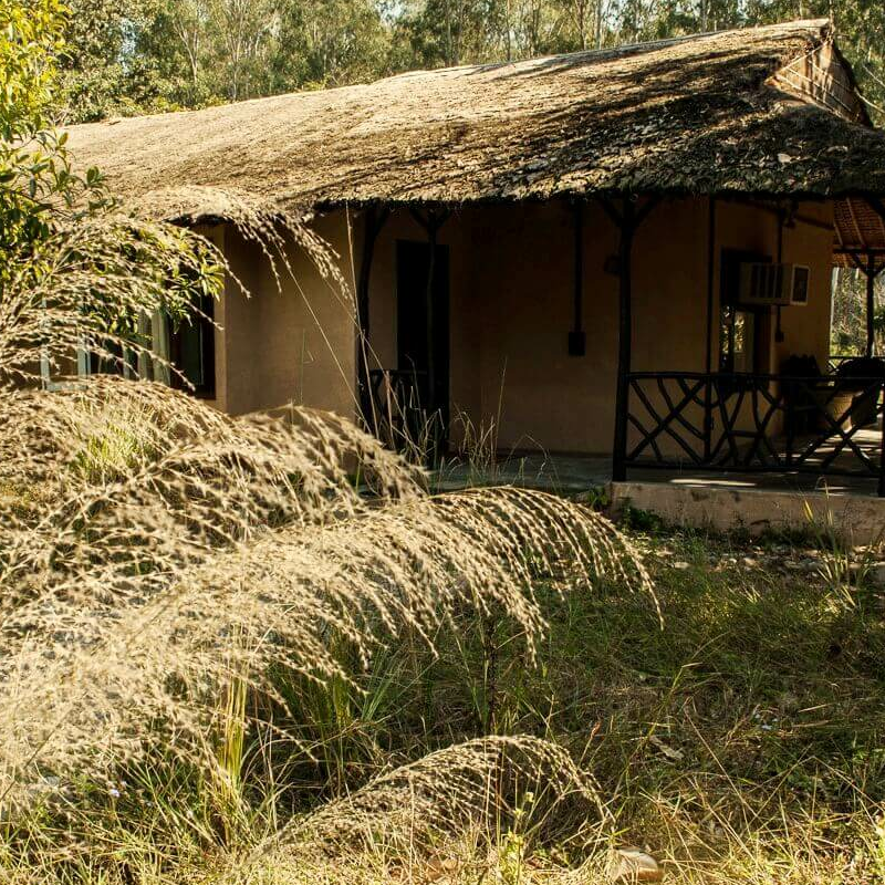 Jim’s Jungle Retreat