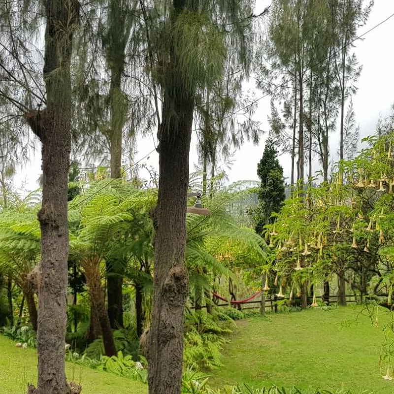 Jiwa Jawa