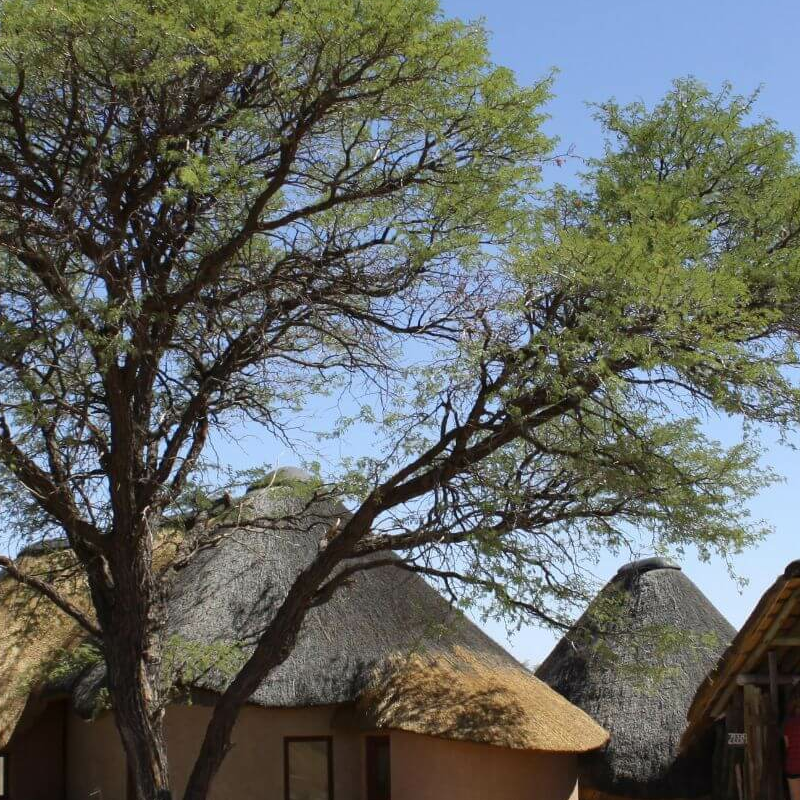 Kalahari Red Dunes
