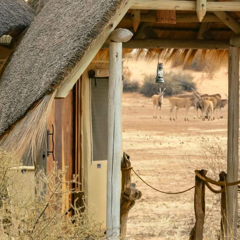 Kalahari Red Dunes