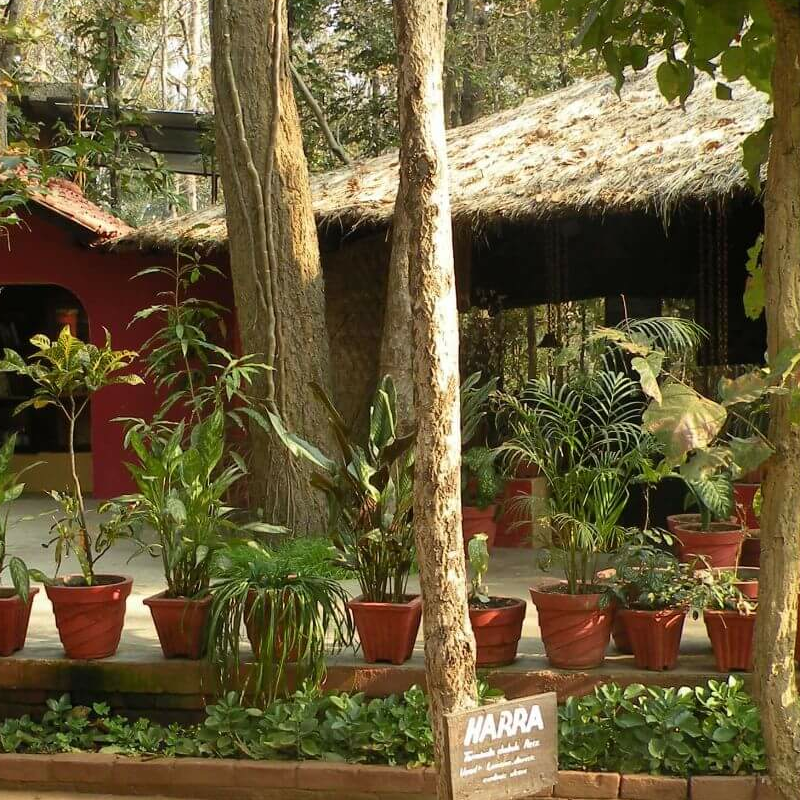Kanha Jungle Lodge