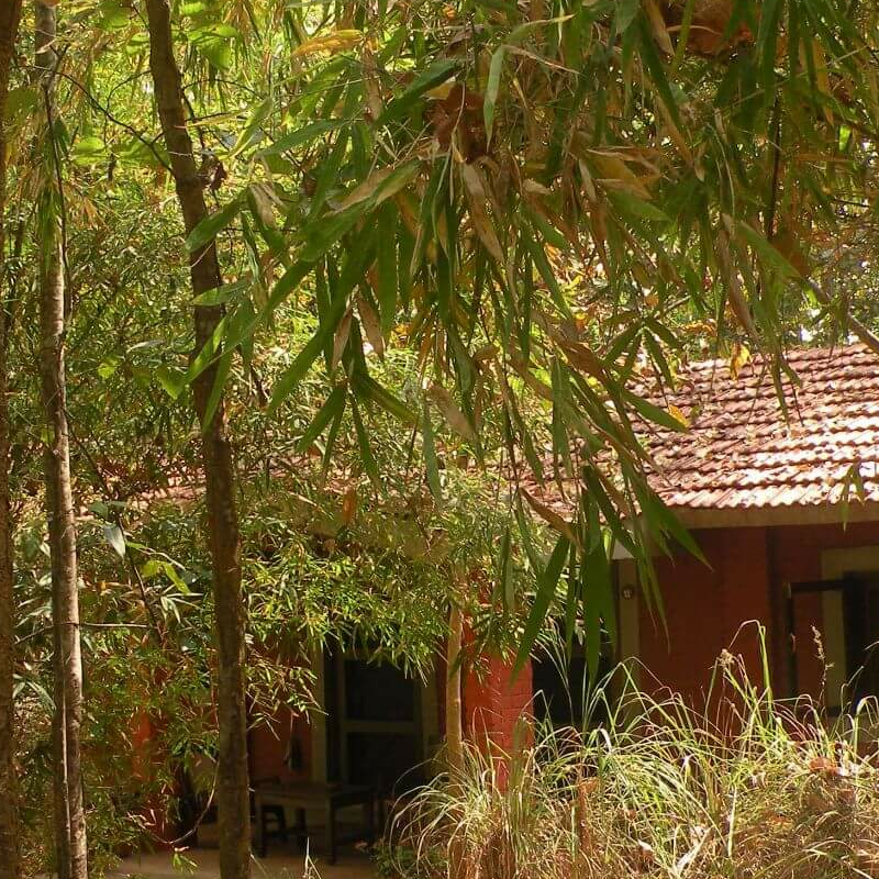 Kanha Jungle Lodge
