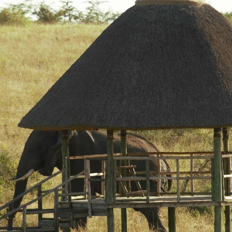 Kasenyi Safari Camp