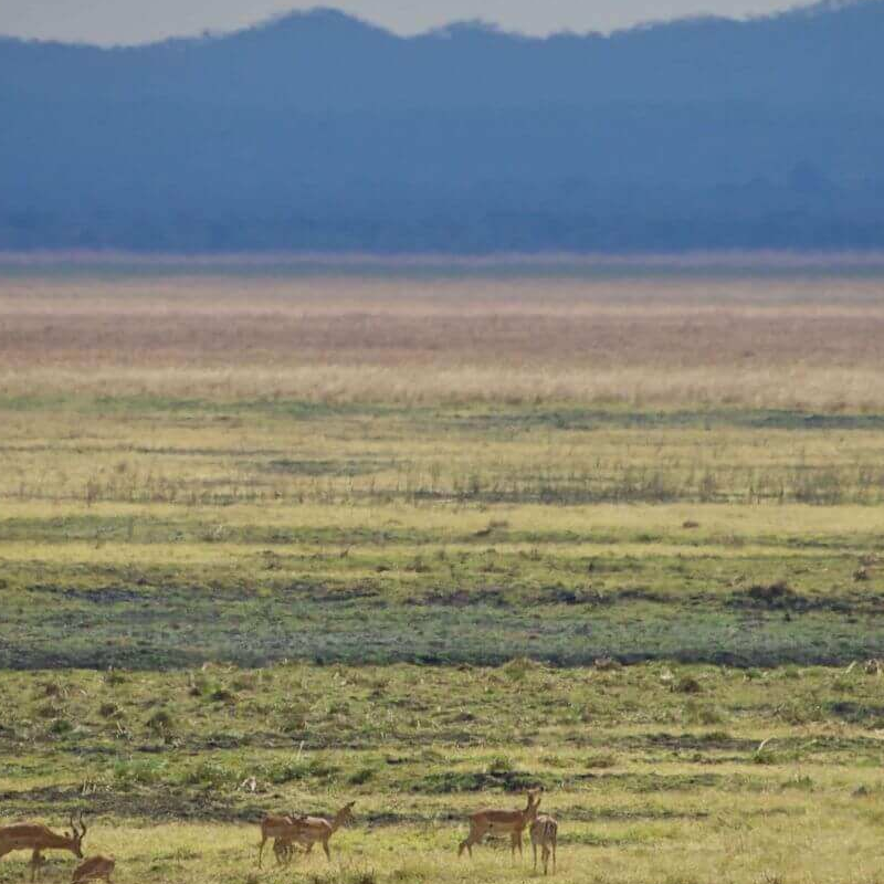 Katavi Wildlife Camp