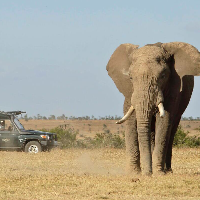 Kicheche Laikipia Camp