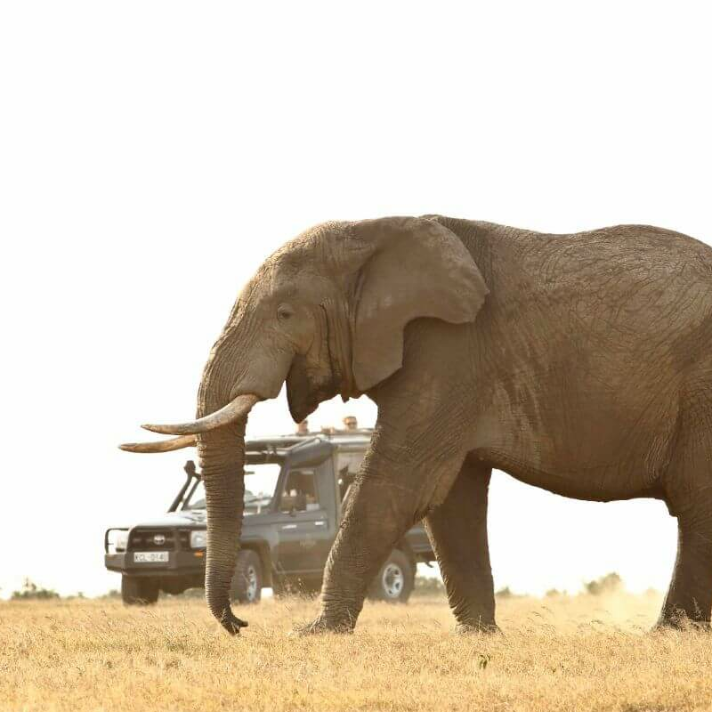 Kicheche Laikipia Camp