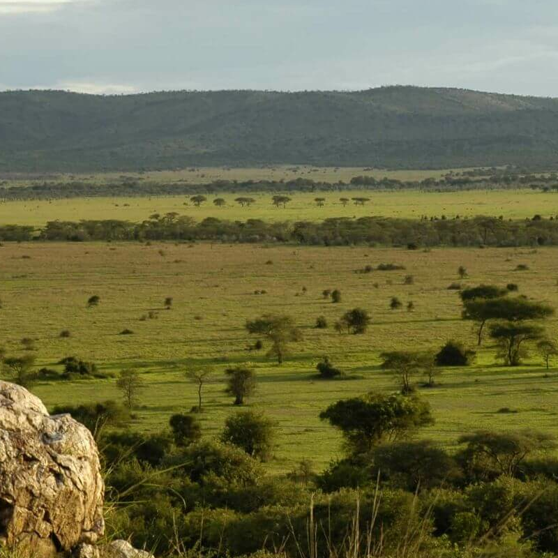Kirawira Serena Camp