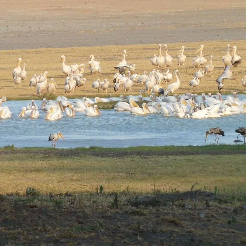 Kisima Ngeda Tented Camp