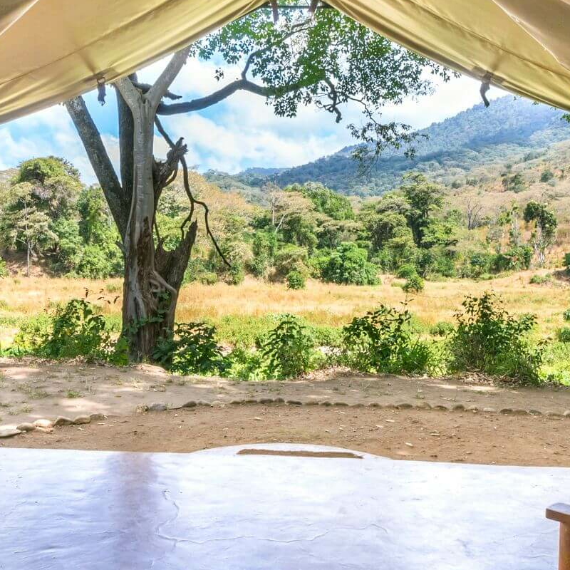 Kitich Forest Camp