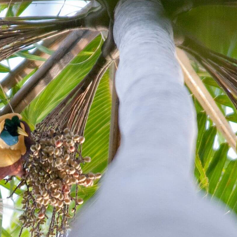 Kri Eco Resort