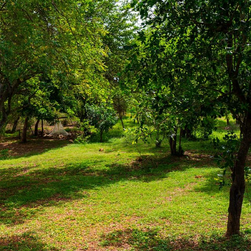 Kulu Safaris Yala