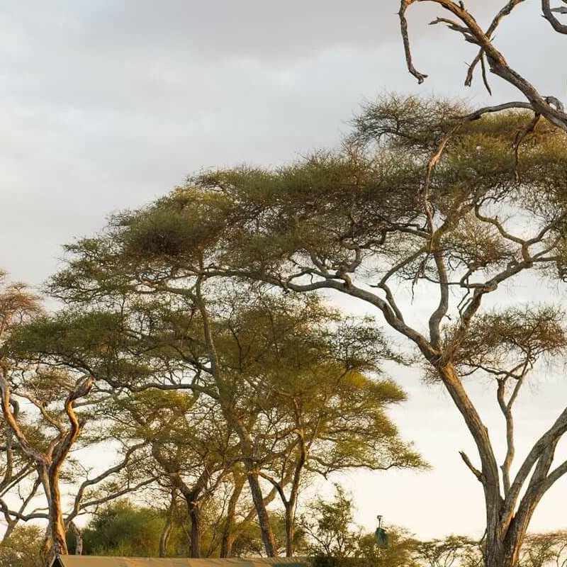 Kuro Tarangire Camp