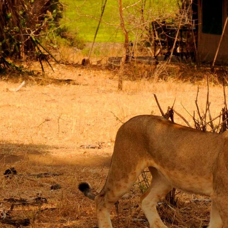 Lake Manze Tented Camp