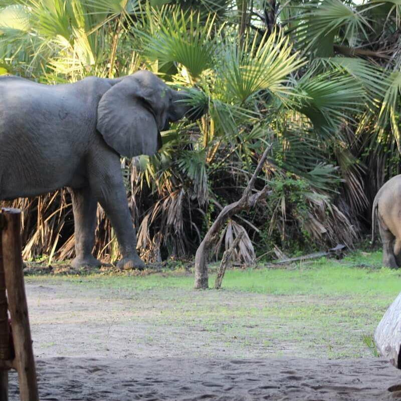 Lake Manze Tented Camp