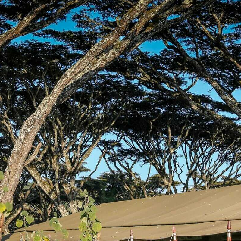 Lemala Ngorongoro Camp